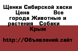 Щенки Сибирской хаски › Цена ­ 18 000 - Все города Животные и растения » Собаки   . Крым